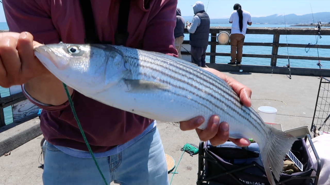 Stripe Bass Essentials ( Bay Area)