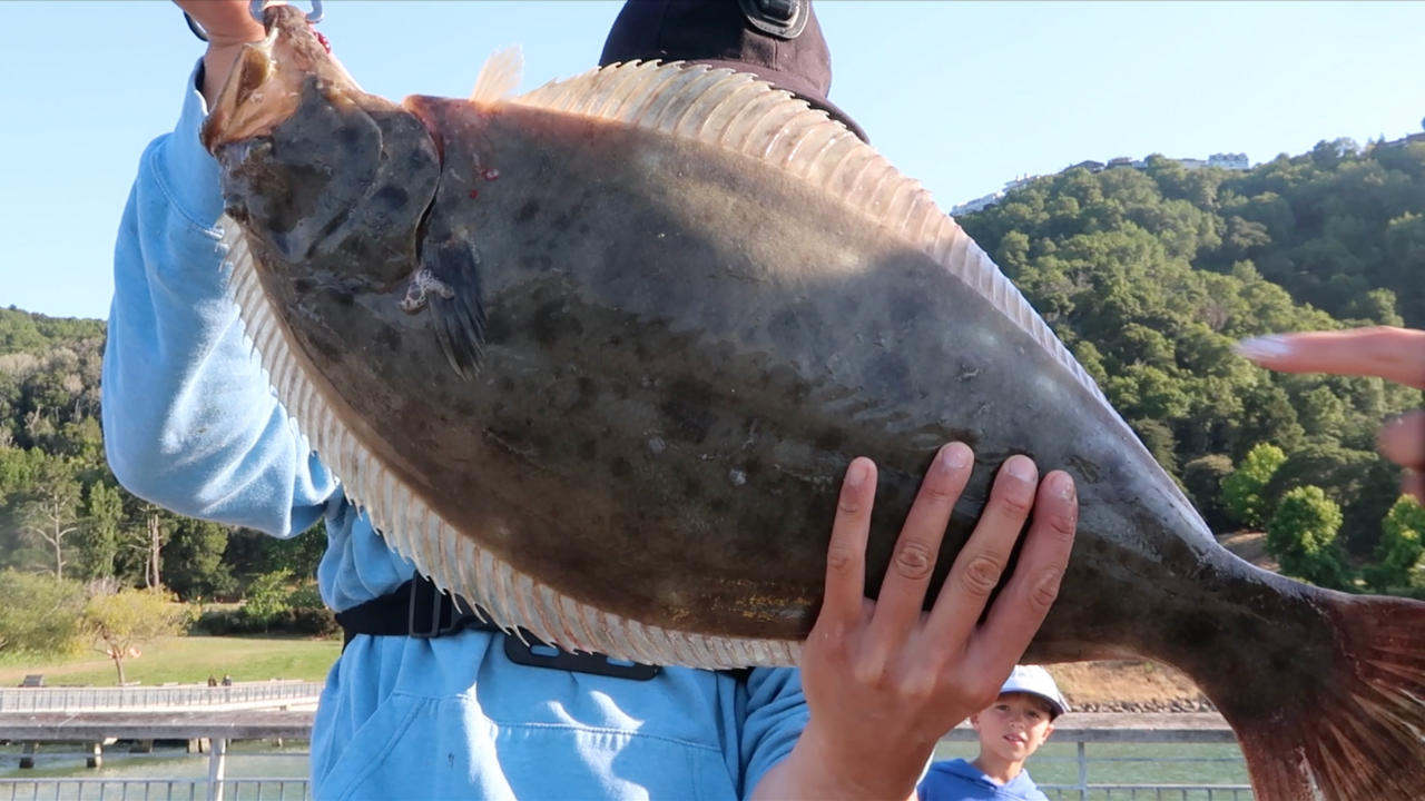 Halibut Essentials ( Bay Area)